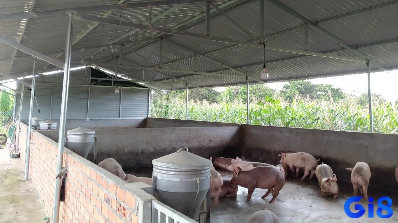Việc giải mã giấc mơ thấy chuồng lợn sạch sẽ, thường mang đến những thông điệp tích cực